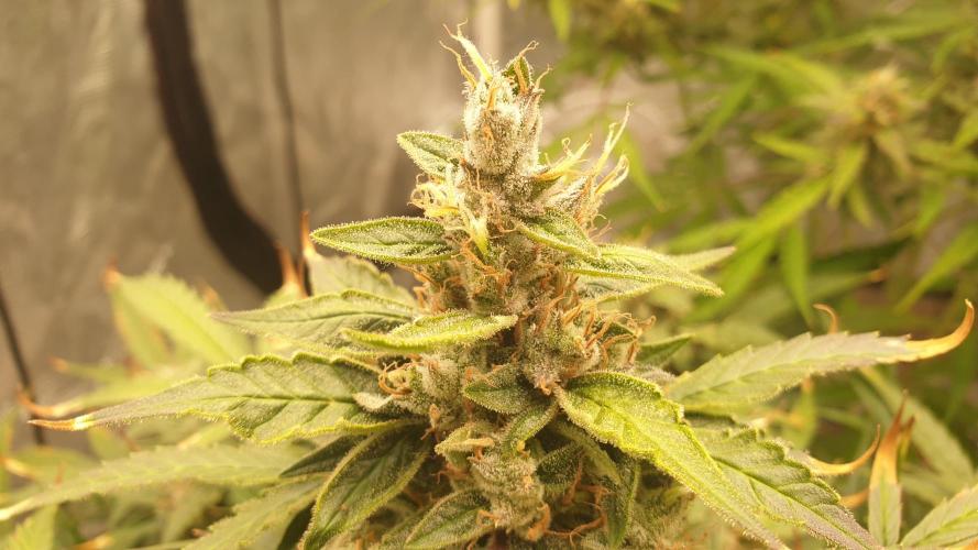 GreenPoisonRedGorillaGirl&GorillaCookies. Week 12