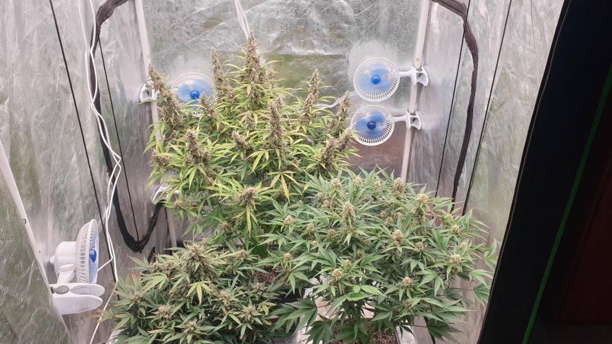 GreenPoisonRedGorillaGirl&GorillaCookies. Week 12 - day79