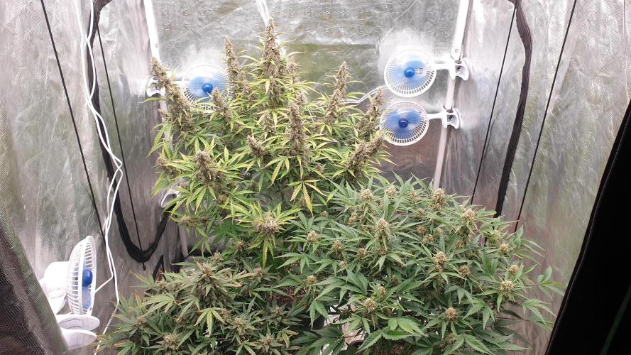 GreenPoisonRedGorillaGirl&GorillaCookies. Week 12 - day80