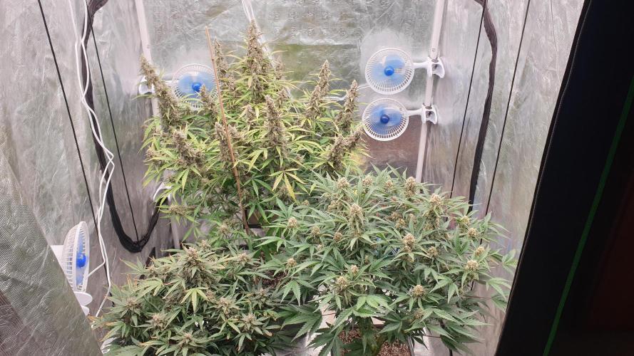 GreenPoisonRedGorillaGirl&GorillaCookies. Week 12 - day81