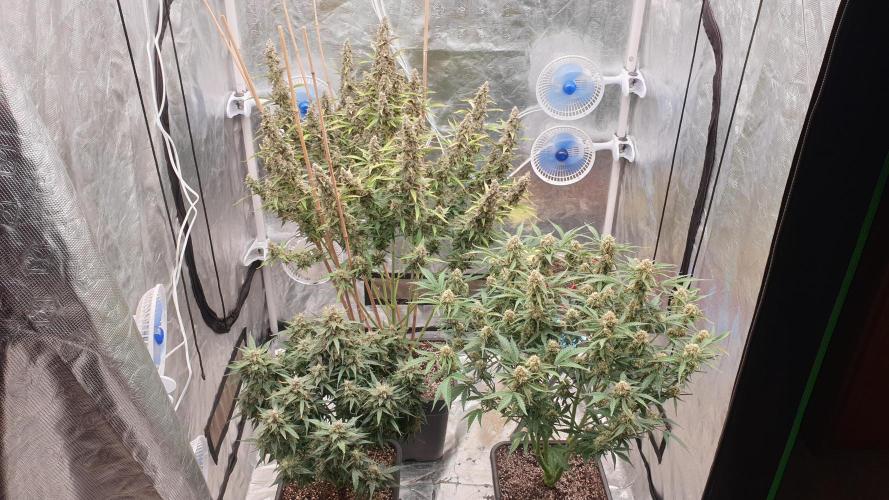 GreenPoisonRedGorillaGirl&GorillaCookies. Week 12 - day82