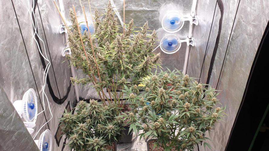 GreenPoisonRedGorillaGirl&GorillaCookies. Week 12 - day83