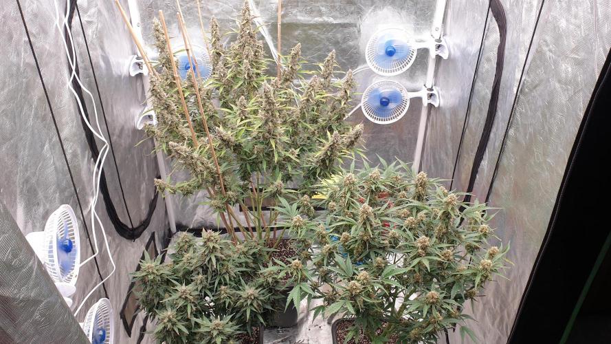 GreenPoisonRedGorillaGirl&GorillaCookies. Week 12 - day84