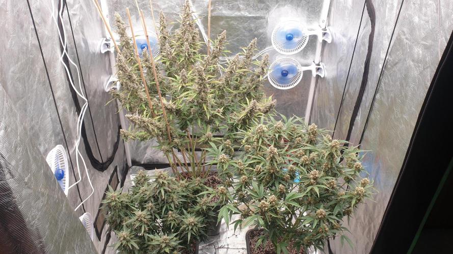 GreenPoisonRedGorillaGirl&GorillaCookies. Week 13 - day86