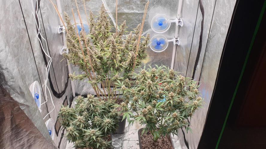 GreenPoisonRedGorillaGirl&GorillaCookies. Week 13 - day87