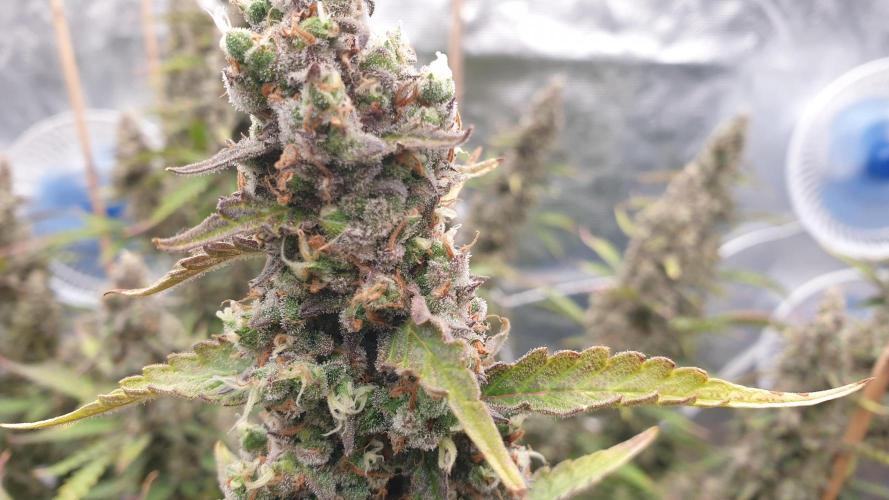 GreenPoisonRedGorillaGirl&GorillaCookies. Week 13