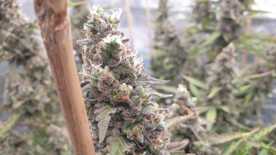 GreenPoisonRedGorillaGirl&GorillaCookies. Week 13