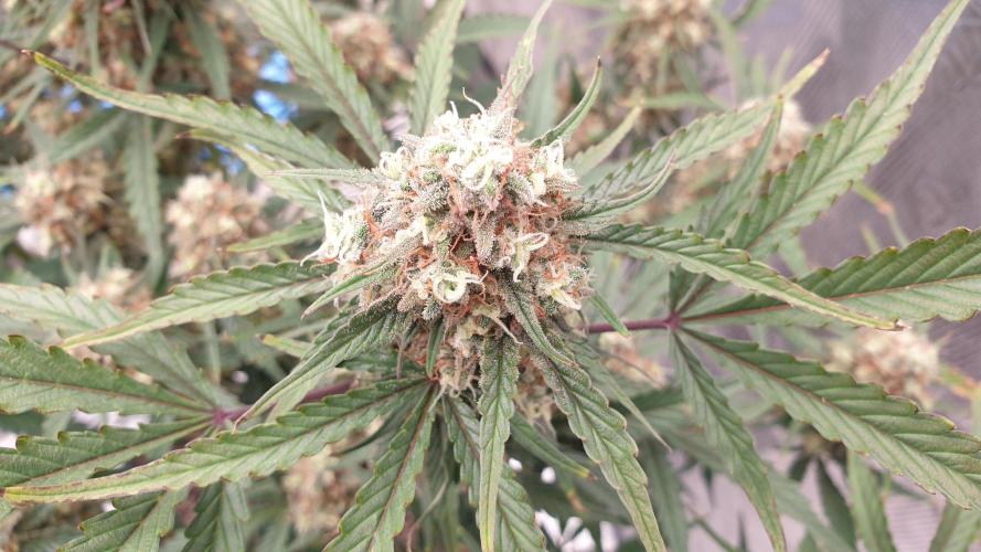 GreenPoisonRedGorillaGirl&GorillaCookies. Week 13