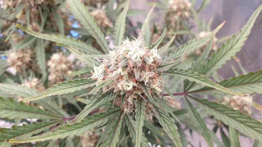 GreenPoisonRedGorillaGirl&GorillaCookies. Week 13