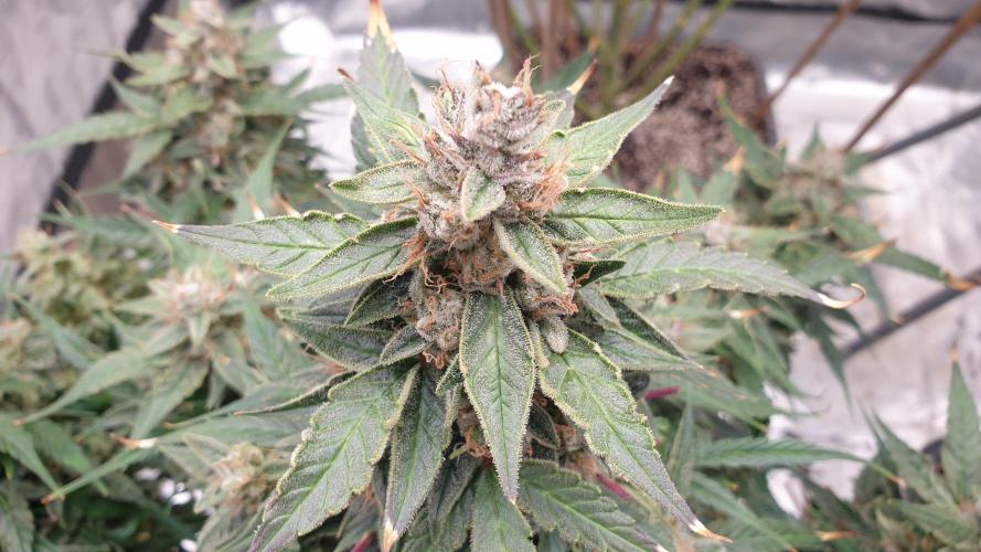 GreenPoisonRedGorillaGirl&GorillaCookies. Week 13