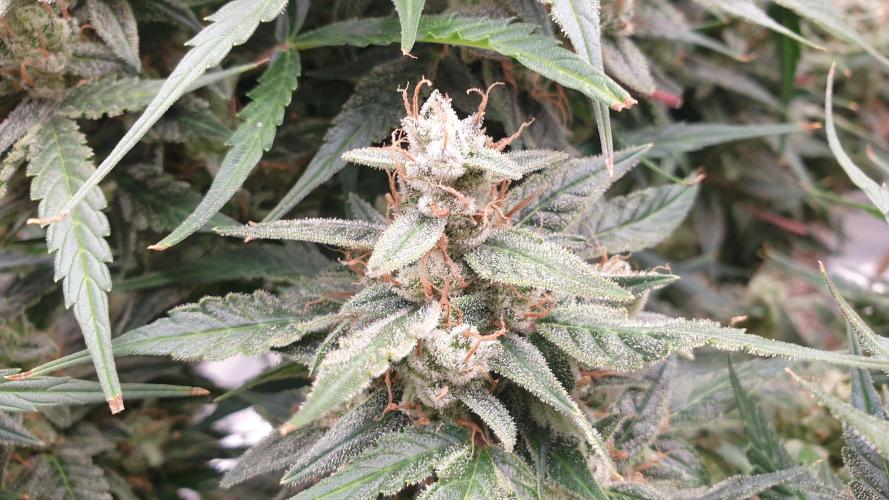 GreenPoisonRedGorillaGirl&GorillaCookies. Week 13