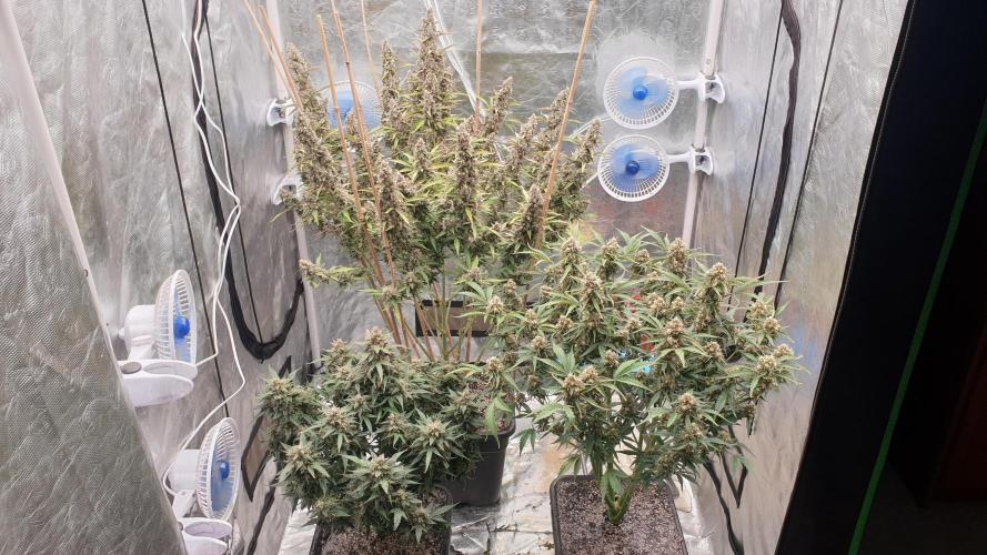 GreenPoisonRedGorillaGirl&GorillaCookies. Week 13 - day88