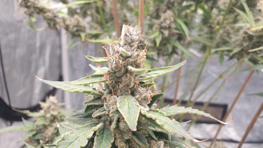 GreenPoisonRedGorillaGirl&GorillaCookies. Week 13