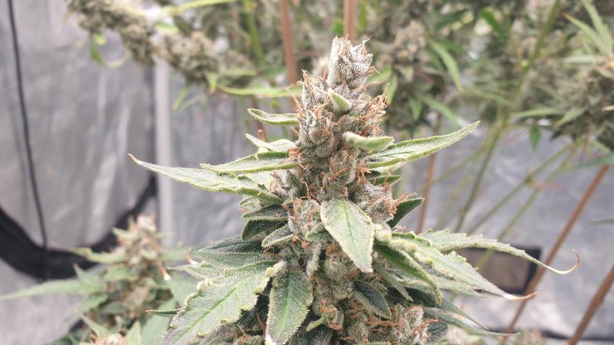 GreenPoisonRedGorillaGirl&GorillaCookies. Week 13