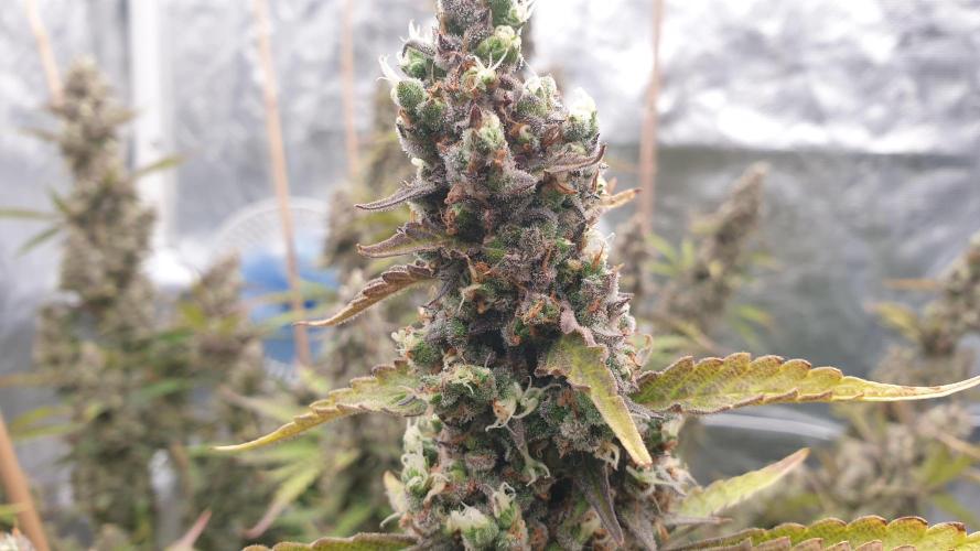 GreenPoisonRedGorillaGirl&GorillaCookies. Week 13