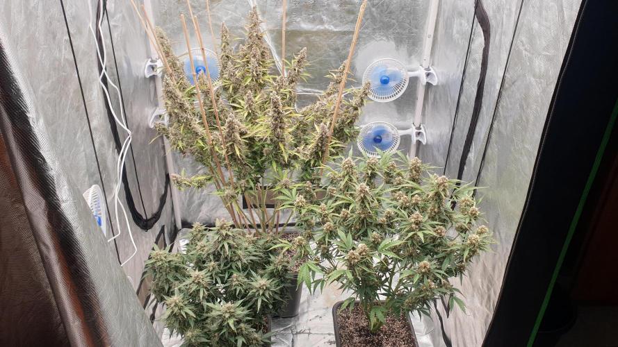 GreenPoisonRedGorillaGirl&GorillaCookies. Week 13 - day89