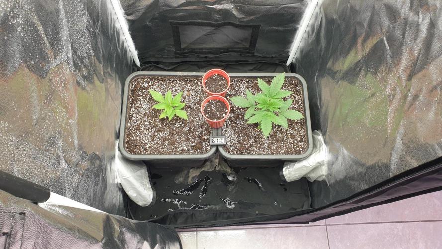 Tropicana Poison & Critical Auto Organic. Week 1 - day1