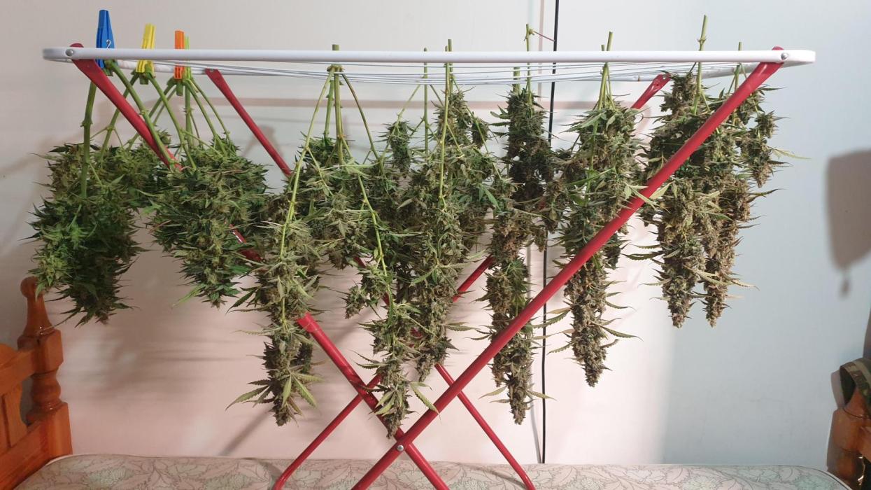 GreenPoisonRedGorillaGirl&GorillaCookies. Week 14