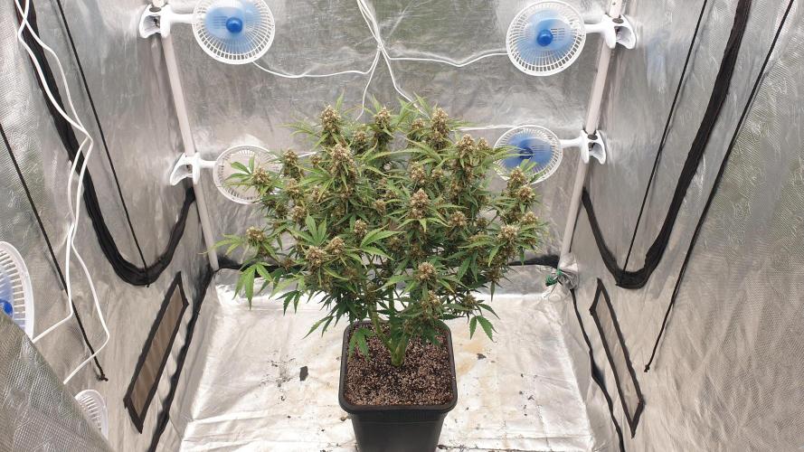 GreenPoisonRedGorillaGirl&GorillaCookies. Week 13 - day73