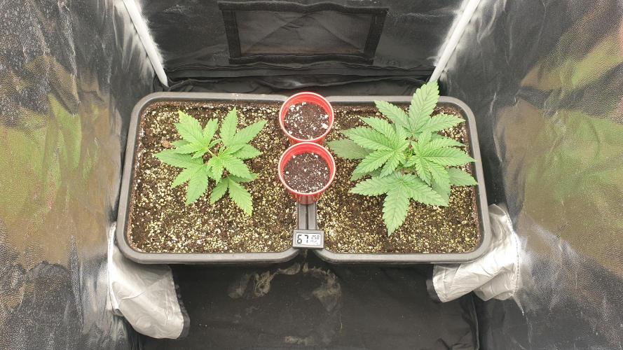 Tropicana Poison & Critical Auto Organic. Week 1 - day4