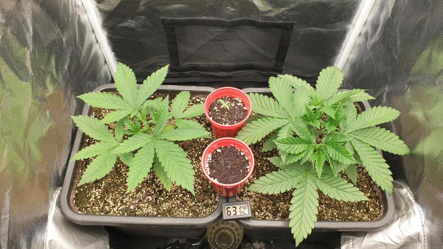 Tropicana Poison & Critical Auto Organic. Week 2 - day8