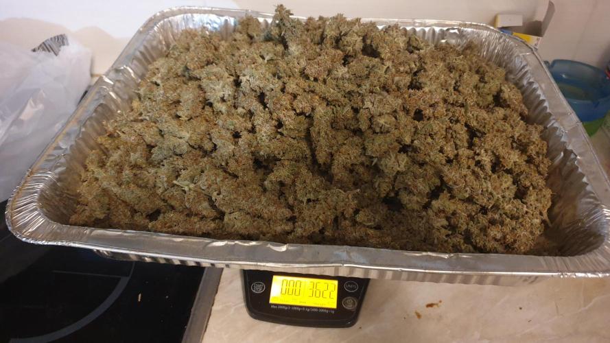 GreenPoisonRedGorillaGirl&GorillaCookies. Week 14