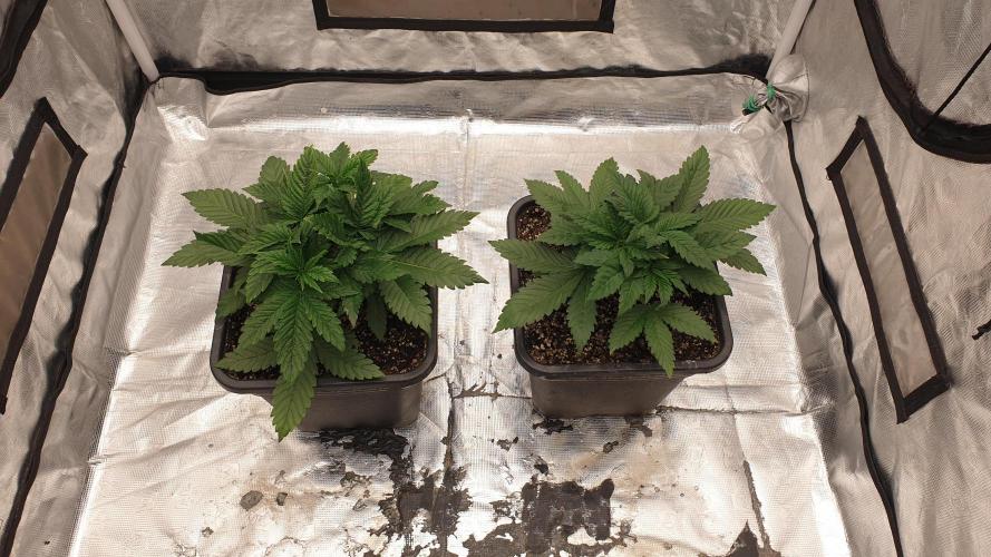 Tropicana Poison & Critical Auto Organic. Week 2 - day11