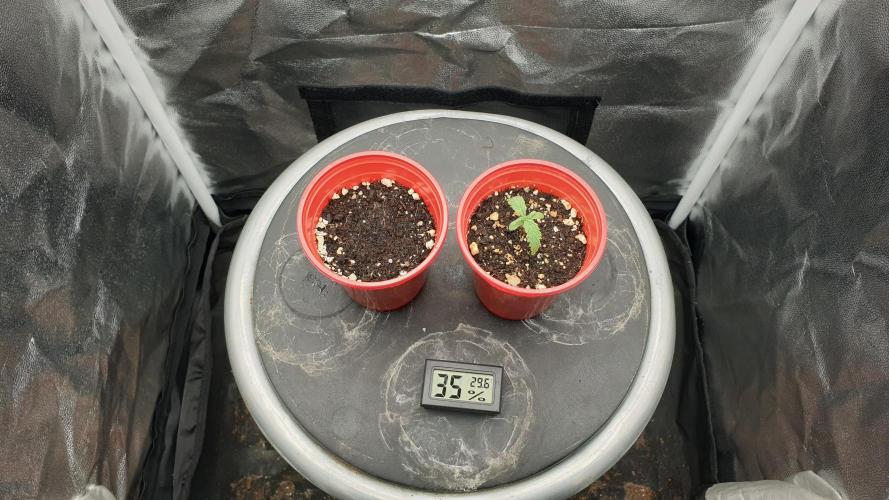 Tropicana Poison & Critical Auto Organic. Week 2 - day11