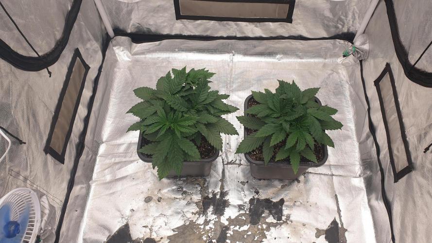Tropicana Poison & Critical Auto Organic. Week 2 - day12