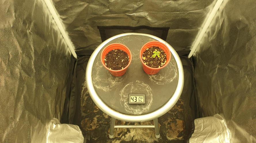 Tropicana Poison & Critical Auto Organic. Week 2 - day12