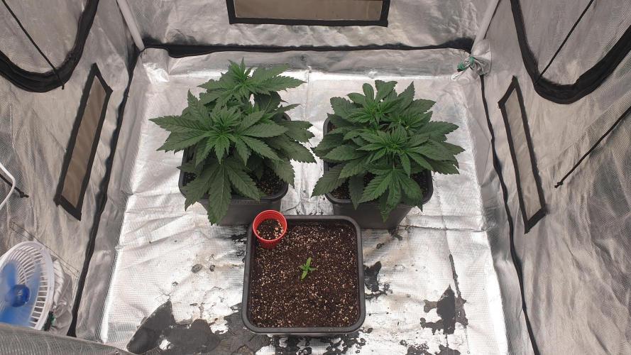 Tropicana Poison & Critical Auto Organic. Week 3 - day15