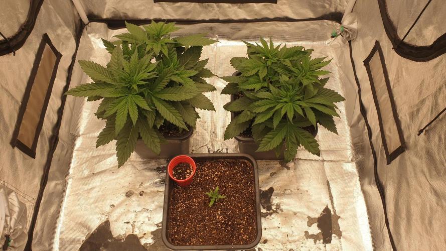 Tropicana Poison & Critical Auto Organic. Week 3 - day17