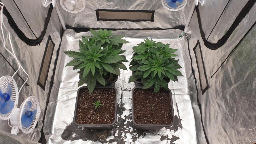 Tropicana Poison & Critical Auto Organic. Week 3 - day18