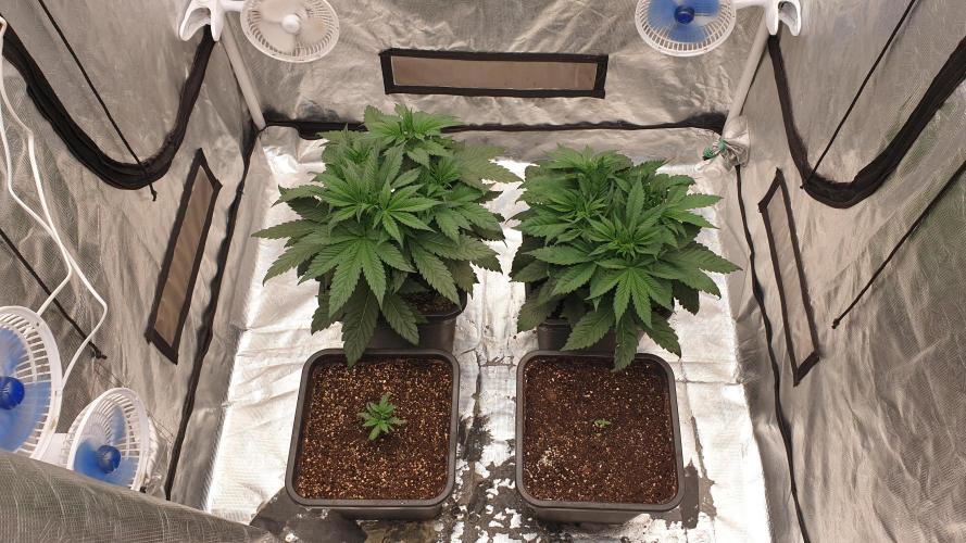 Tropicana Poison & Critical Auto Organic. Week 3 - day19