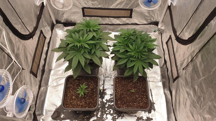 Tropicana Poison & Critical Auto Organic. Week 3 - day20