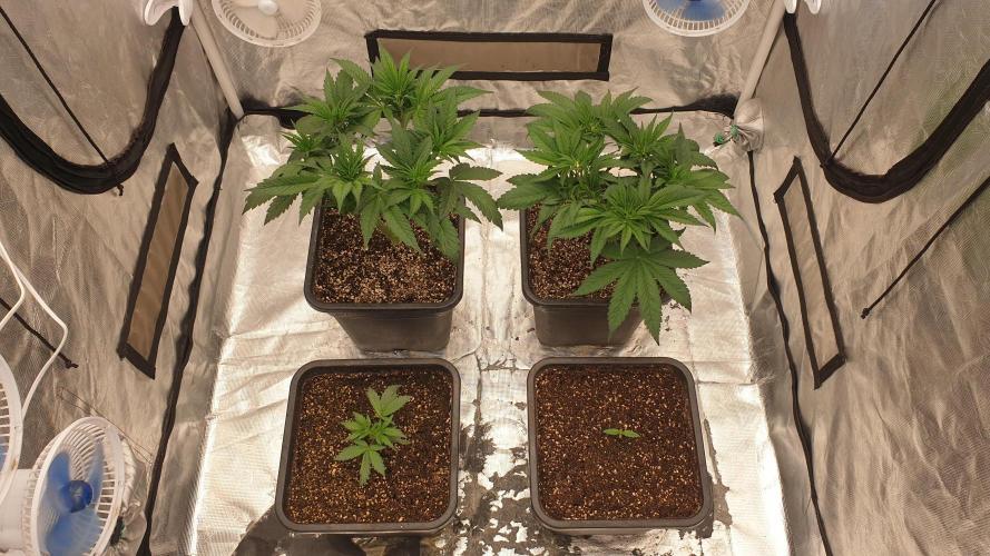 Tropicana Poison & Critical Auto Organic. Week 4 - day23