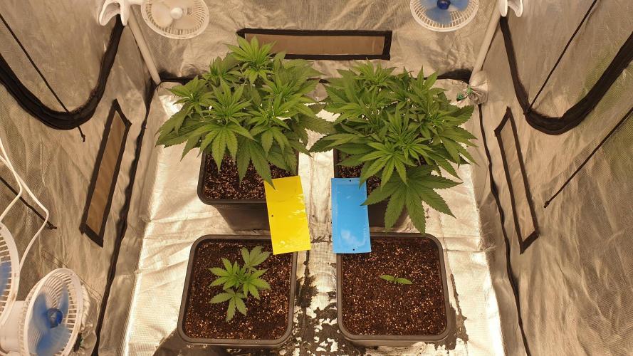 Tropicana Poison & Critical Auto Organic. Week 4 - day24