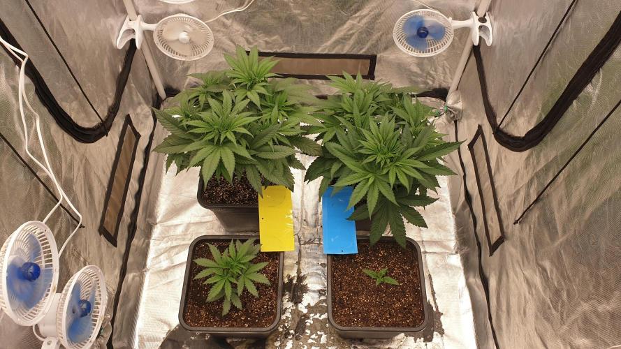 Tropicana Poison & Critical Auto Organic. Week 4 - day25