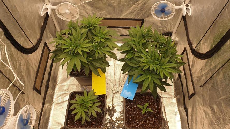 Tropicana Poison & Critical Auto Organic. Week 4 - day26