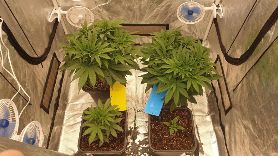 Tropicana Poison & Critical Auto Organic. Week 4 - day27