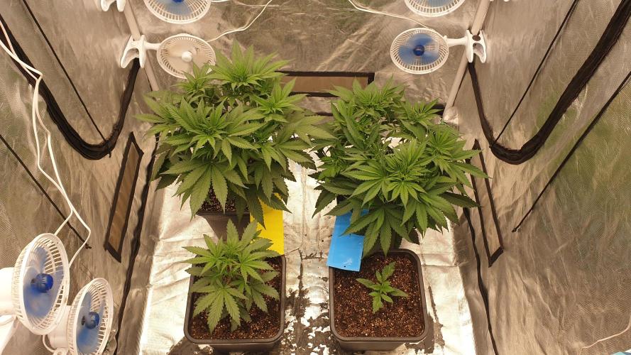 Tropicana Poison & Critical Auto Organic. Week 4 - day28