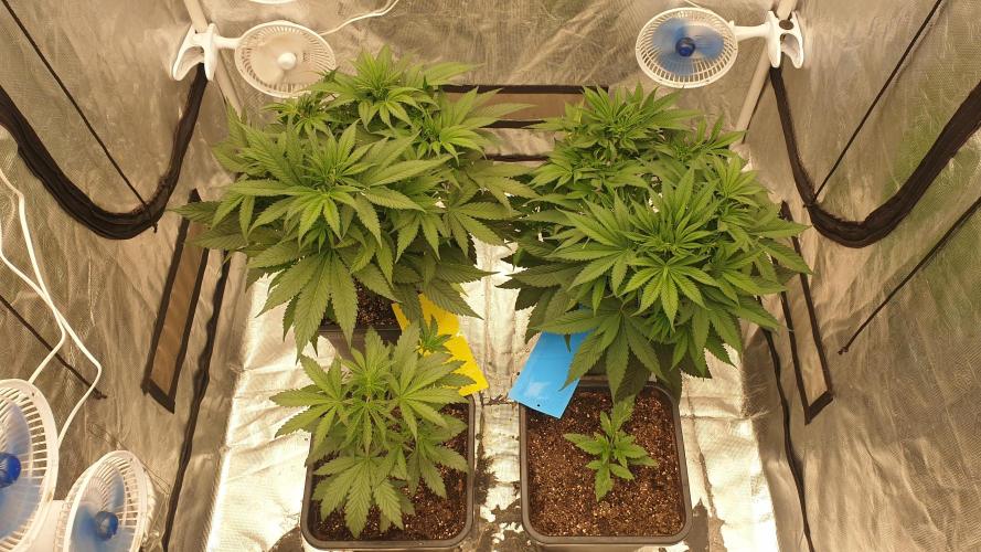 Tropicana Poison & Critical Auto Organic. Week 5 - day29