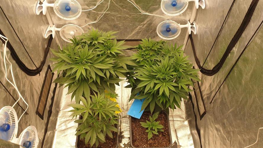 Tropicana Poison & Critical Auto Organic. Week 5 - day30