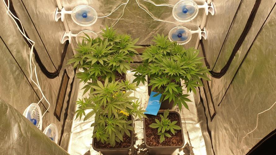 Tropicana Poison & Critical Auto Organic. Week 5 - day31