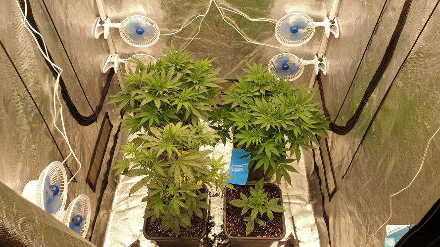 Tropicana Poison & Critical Auto Organic. Week 5 - day32
