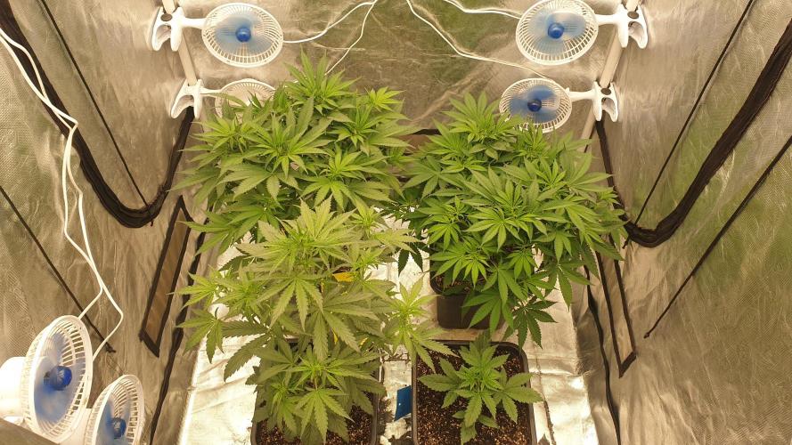 Tropicana Poison & Critical Auto Organic. Week 5 - day33