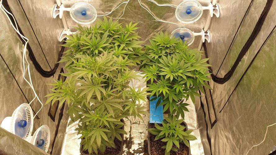 Tropicana Poison & Critical Auto Organic. Week 5 - day34