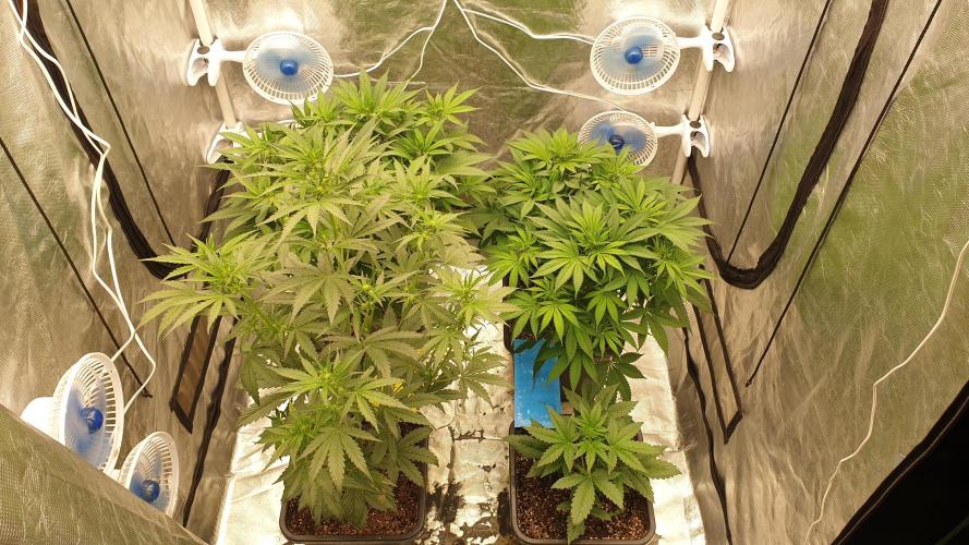 Tropicana Poison & Critical Auto Organic. Week 5 - day35