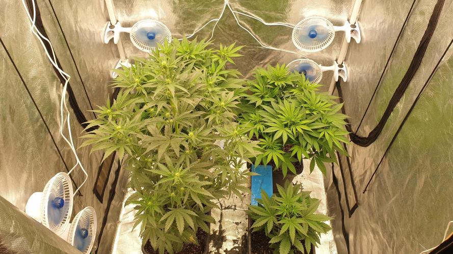 Tropicana Poison & Critical Auto Organic. Week 6 - day36