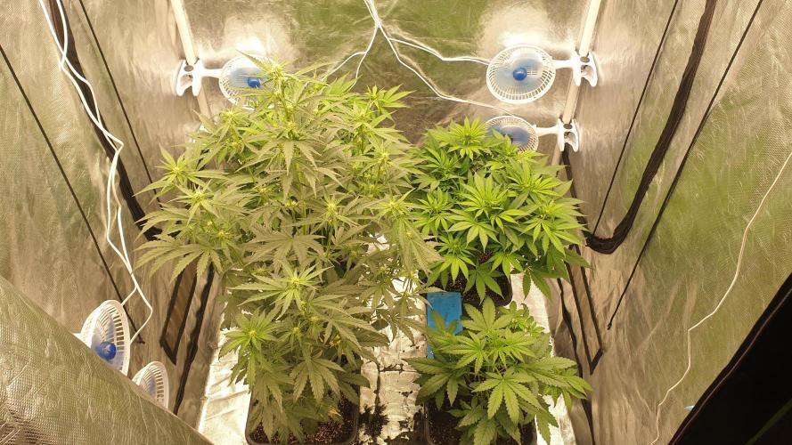 Tropicana Poison & Critical Auto Organic. Week 6 - day38